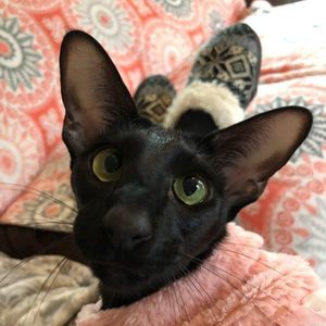 Meet your Posher, Amanda